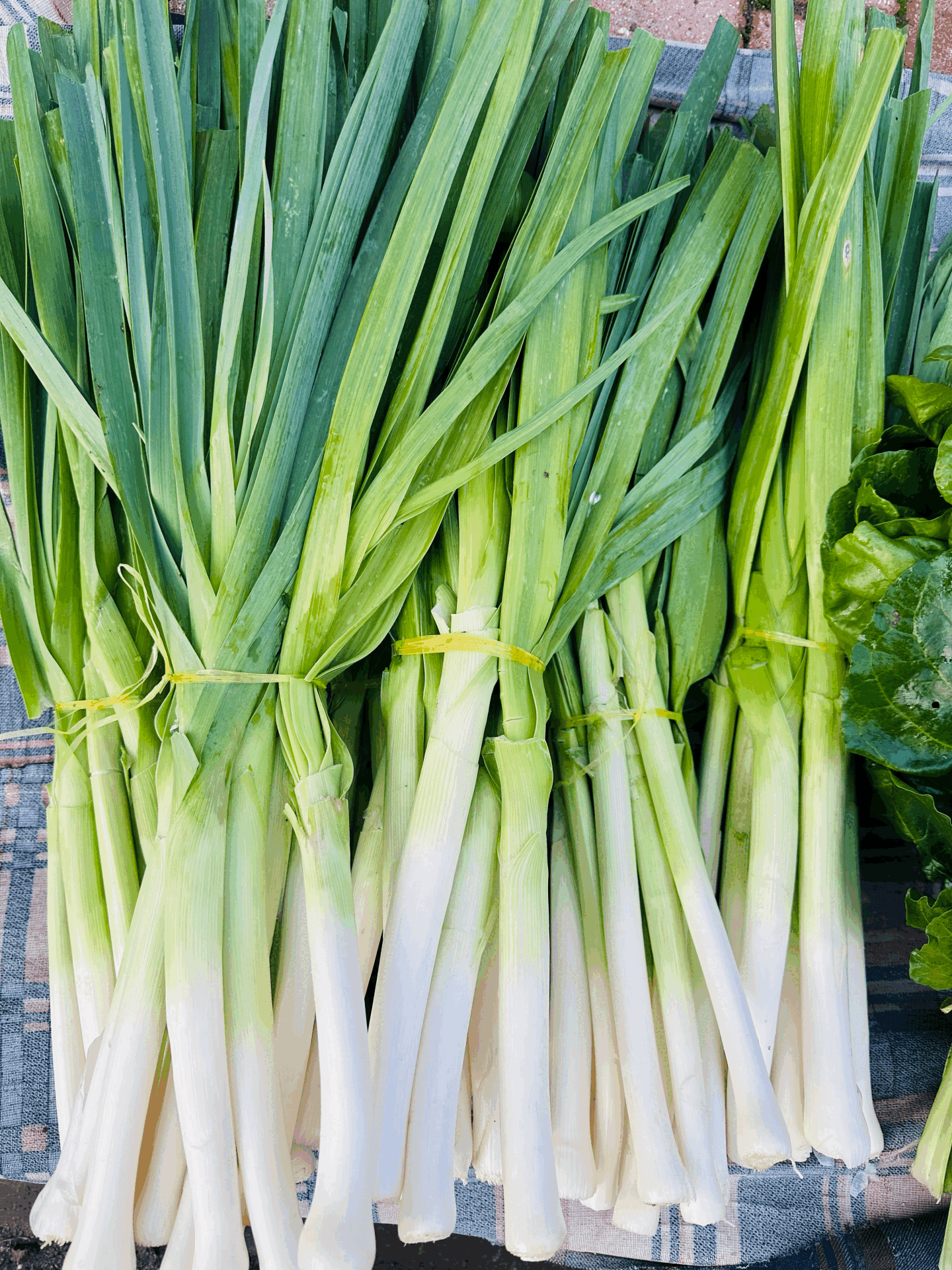 Pırasa (500-600 gr)