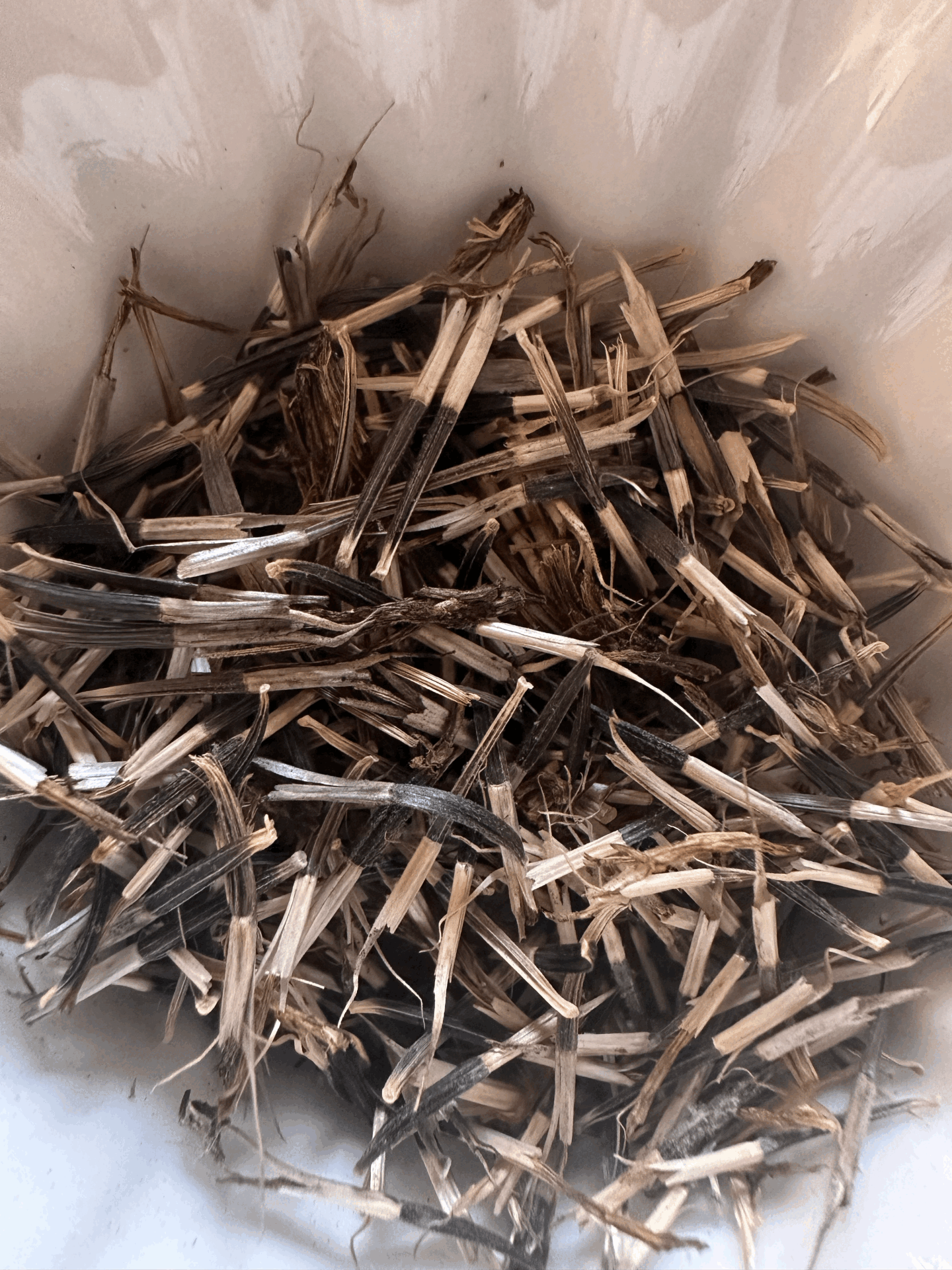 Kadife Çiçeği Tohumu (25-30 adet)